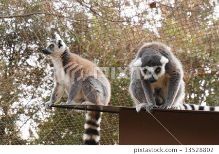 Wolverine lemur 13528802