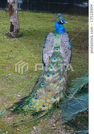 孔雀 13528804
