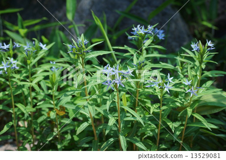 寺廟和草地Cladosso Flower語言是“威嚴” 13529081