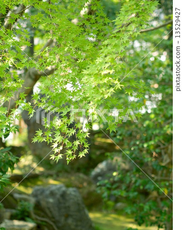 Kodaiji寺廟新綠色 Kodaiji寺廟新綠色 13529427
