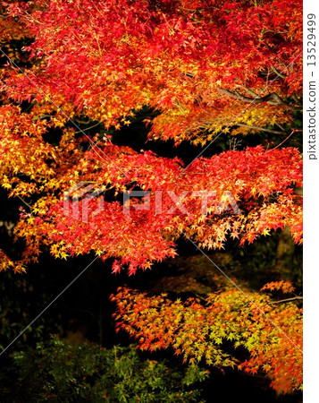 The autumn leaves light up at Kodaiji Temple The autumn leaves light up at Kodaiji Temple 13529499