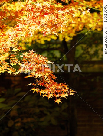 The autumn leaves light up at Kodaiji Temple The autumn leaves light up at Kodaiji Temple 13529500