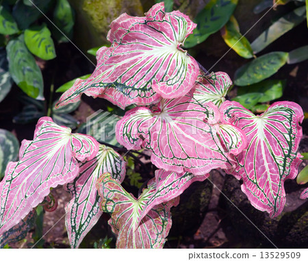 Plant with decorative crimson leaves - Caladium 13529509