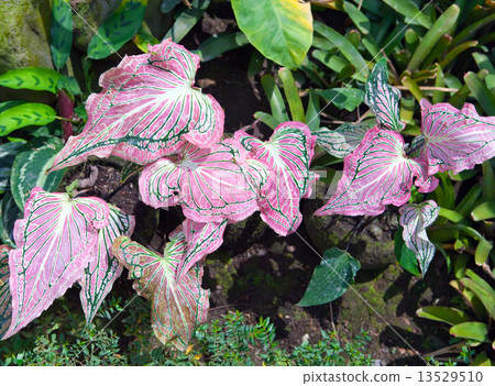 Plant with decorative crimson leaves - Caladium.. 13529510