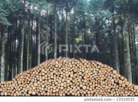 Image of domestic timber: Logs of cypress that have been cut down 13529535