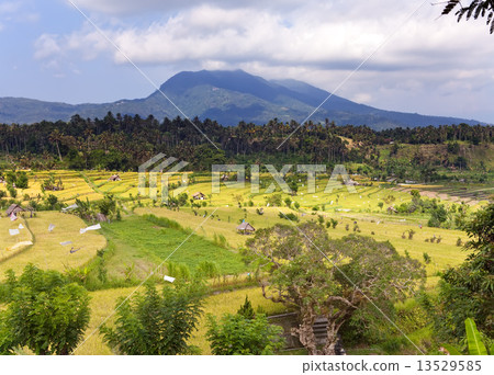 Tropical plants on a hill slope, Indonesia. Bali Tropical plants on a hill slope, Indonesia. Bali 13529585