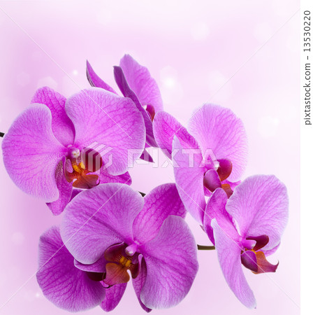 Pink orchids on an abstract background 13530220