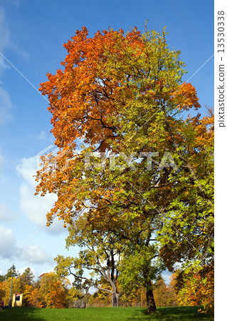 Bright tree in autumn park Bright tree in autumn park 13530338