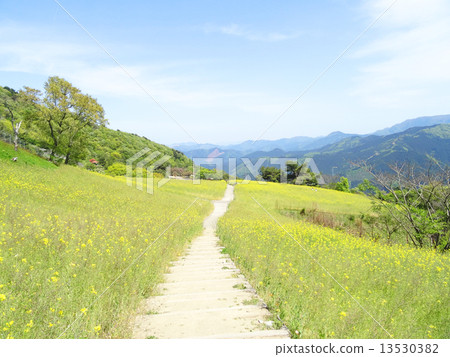 The rape flower field of the Sayonami plateau and the road that will continue forever The rape flower field of the Sayonami plateau and the road that will continue forever 13530382