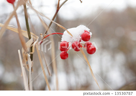 雪抓住的鹽肝的果實 13530787