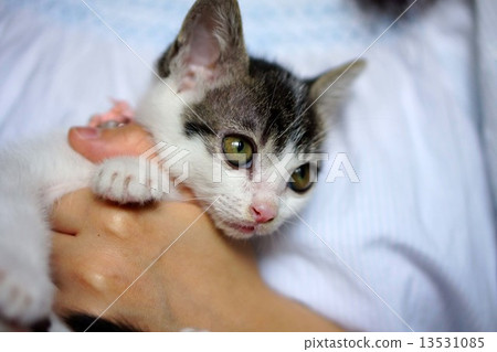 kitten 13531085
