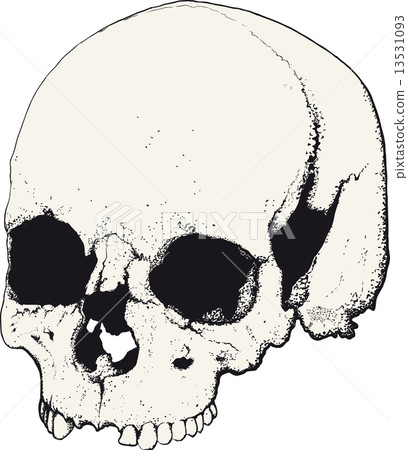 skull in profile 13531093