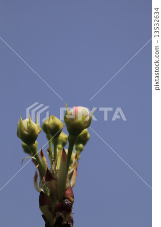 Pearless flower bud and blue sky 13532634