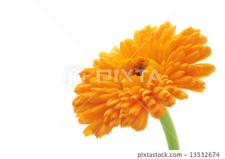 Calendula Calendula 13532674