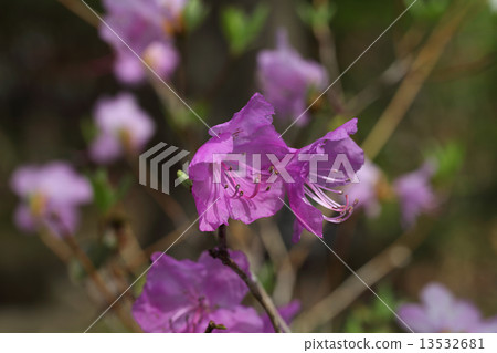 Kerama彩虹花 Kerama彩虹花 13532681