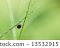Ladybird and grass 13532915