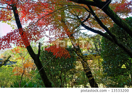 大陸寺廟的Momiji秋葉 大陸寺廟的Momiji秋葉 13533200