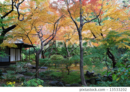 Momiji秋葉和茶室在前Furukawa庭院裡 Momiji秋葉和茶室在前Furukawa庭院裡 13533202