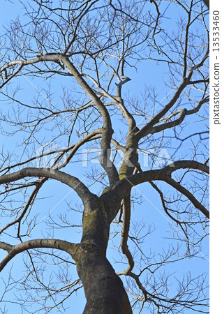 Enoki（Enoki） 13533460