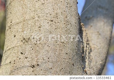 Enoki（Enoki） 13533461