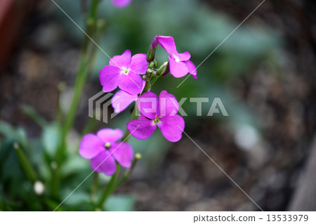 庫存花 庫存花 13533979