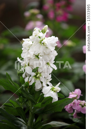 庫存花 庫存花 13533995