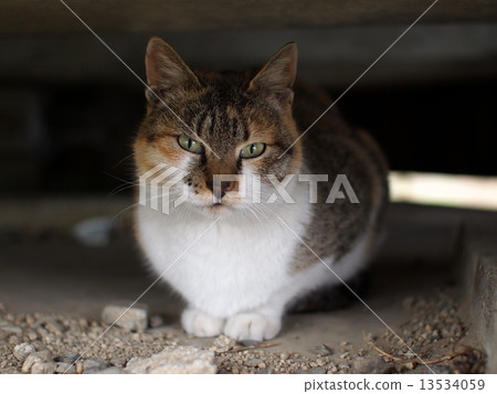 隱藏在一個安全的地方的貓 13534059