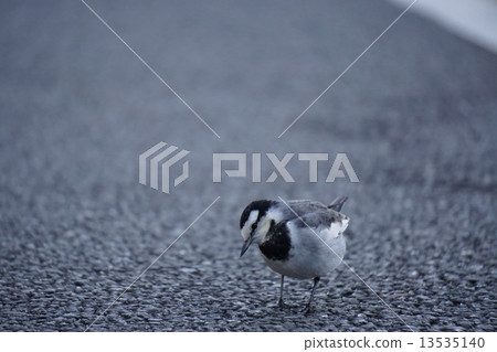 What's wrong? What's wrong? 13535140