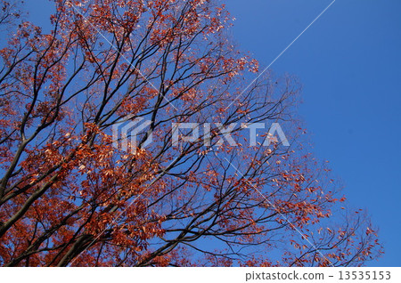 Autumn leaves at Osaka Castle Park Autumn leaves at Osaka Castle Park 13535153