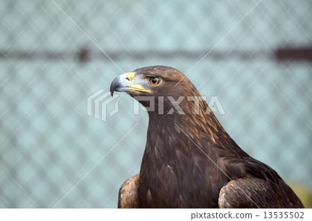 Eagle's eagle 13535502