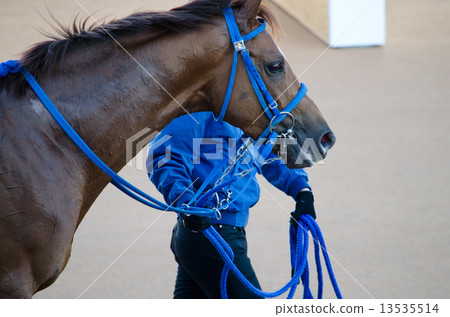 Racehorse Racehorse 13535514