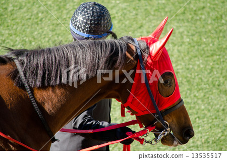Racehorse 13535517