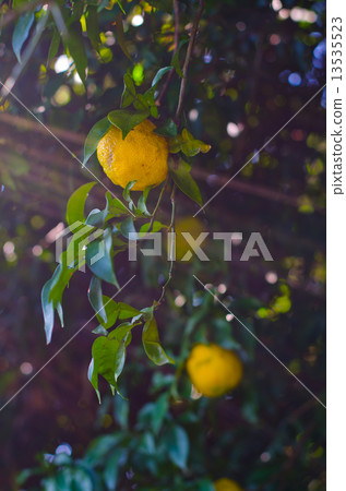 柚子（太陽薄荷日） 13535523