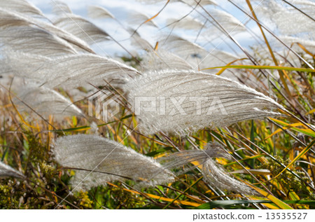 Susuki (strong wind) Susuki (strong wind) 13535527