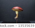 牛肝菌科 13535639