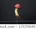 牛肝菌科 13535640