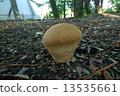 Calvatia craniiformis 13535661