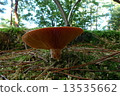 紅山牆 13535662