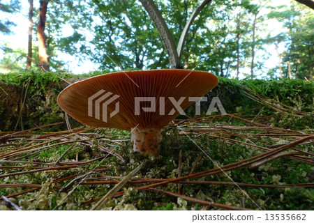 紅山牆 13535662