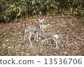 Deer 13536706