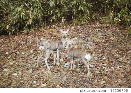 Deer 13536706