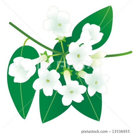 Jasmine Stock Illustration