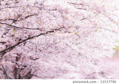 Yoshino cherry tree Yoshino cherry tree 13537790