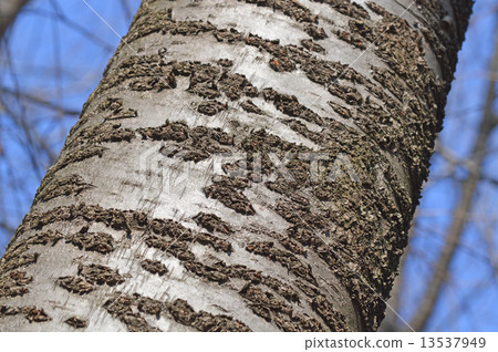 Yamazakura(Yamazakura) Yamazakura(Yamazakura) 13537949