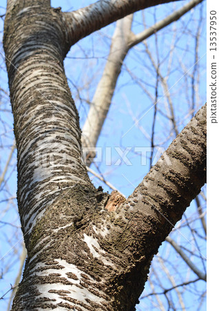 Yamazakura(Yamazakura) Yamazakura(Yamazakura) 13537950
