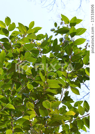 Tow-mimicum (Tang Rutan) Tow-mimicum (Tang Rutan) 13538606