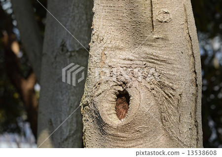 Tow-mimicum (Tang Rutan) 13538608