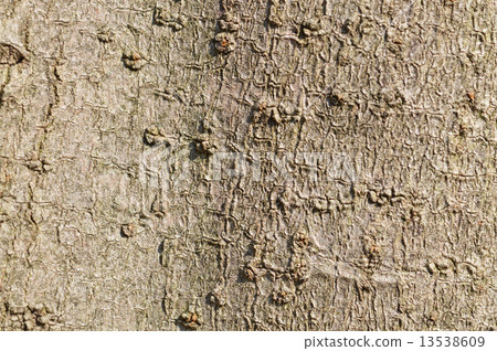 Tow-mimicum (Tang Rutan) 13538609