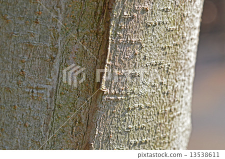 Tow-mimicum (Tang Rutan) 13538611