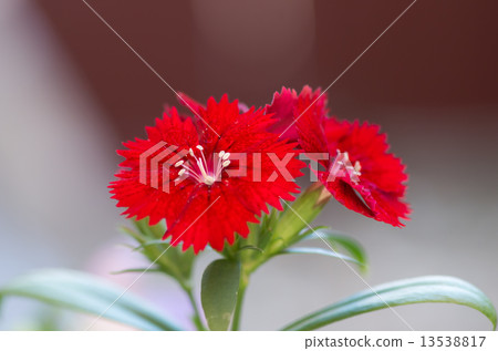 Ishibake Ishibake 13538817